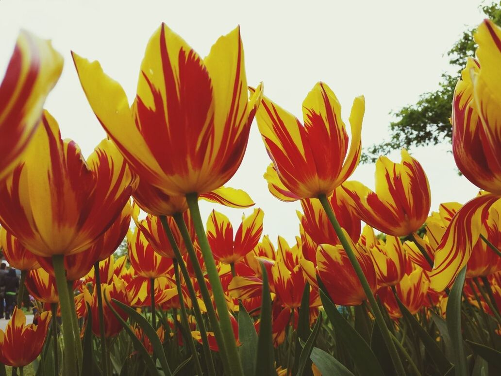 flower, petal, freshness, tulip, fragility, yellow, beauty in nature, growth, flower head, clear sky, nature, blooming, plant, abundance, close-up, orange color, multi colored, no people, field, outdoors