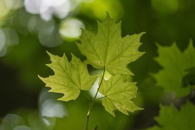 Close-up of green leaves
