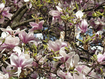 Close-up of pink flowers
