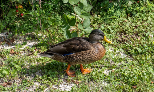 Mallard duck on field
