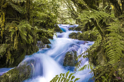 View of waterfall along trees