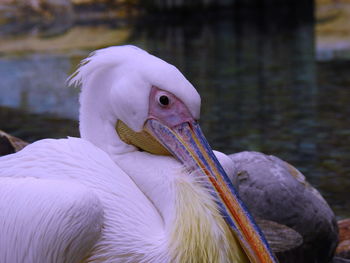 Close-up of a bird