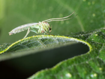 Close-up of insect on leaf