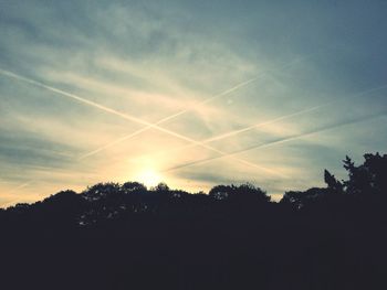 Sun shining through trees