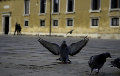 Two birds in a building