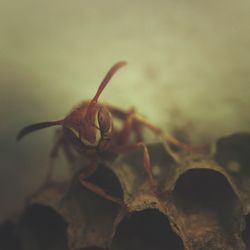 Close-up of insect