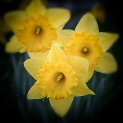 Close-up of yellow flower
