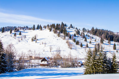 Trees on snow covered land against sky