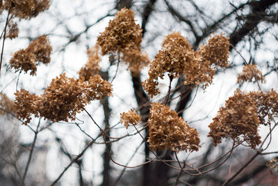 Low angle view of flowering tree during winter
