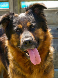 Close-up portrait of a dog