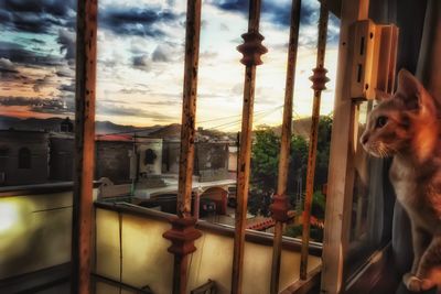 Dog in balcony against sky during sunset