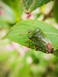 Close-up of insect on leaf