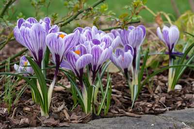 Crocus, close up of the flowers of the spring