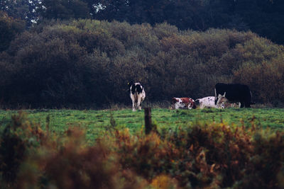 View of sheep on grassy field