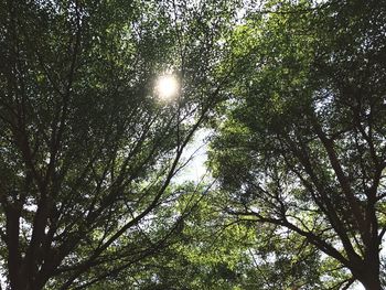 Low angle view of trees against sky