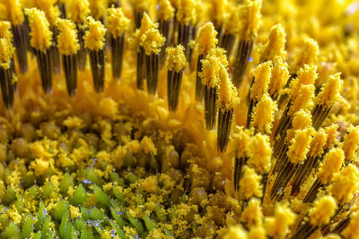 Close-up of yellow flowering plants