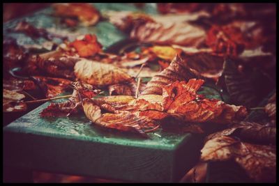 Close-up of dry maple leaves