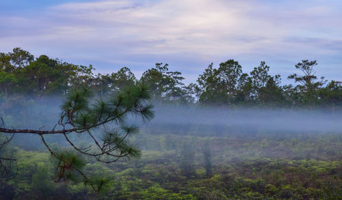 Trees on landscape against sky