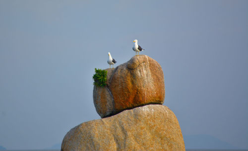 Low angle view of birds perching on wall