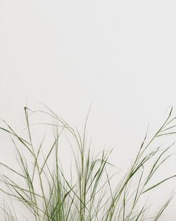 Close-up of fresh plant