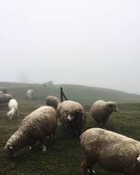 Flock of sheep grazing on field