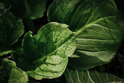 High angle view of green leaves