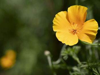 Close-up of yellow flowering plant