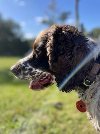 Close-up of a dog looking away