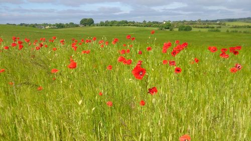 Close-up of poppies on field against sky