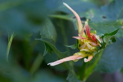 Close-up of flowering plant