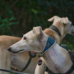 Close-up of dog looking away