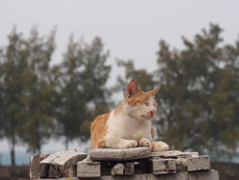 Cat sitting on a looking away