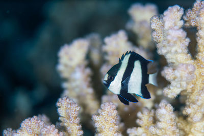 Close-up of fish swimming underwater