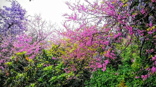 Pink flowers blooming on tree