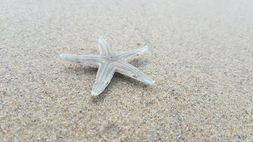 High angle view of starfish on beach