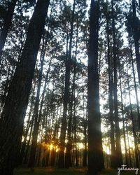 Sun shining through trees in forest