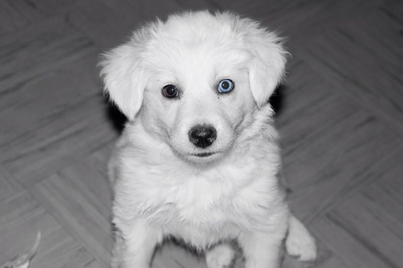 pets, dog, domestic animals, one animal, animal themes, mammal, portrait, looking at camera, indoors, cute, close-up, sitting, animal head, puppy, high angle view, white color, flooring, front view, young animal, no people