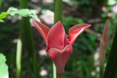 Close-up of red rose flower