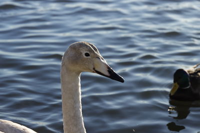 Close-up of swans in lake