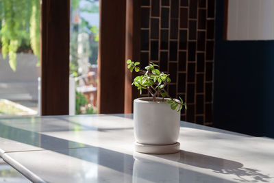 Potted plant on table