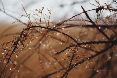 Close-up of frozen plant
