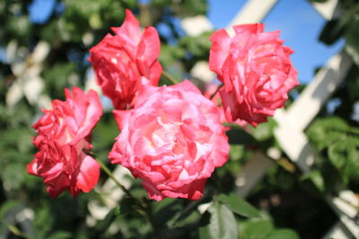 Close-up of red roses blooming outdoors