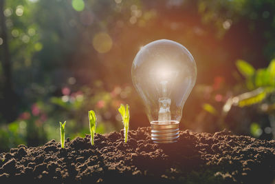Close-up of illuminated light bulb by seedlings in soil