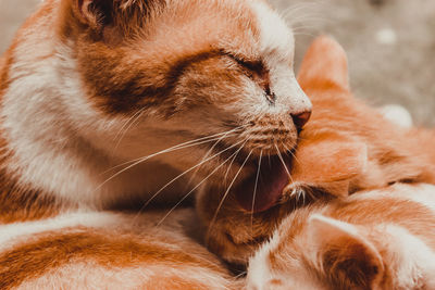 Close-up of a cat with eyes closed