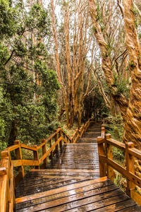 Pine trees in forest