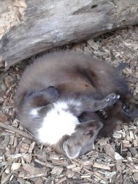 Cat lying on ground