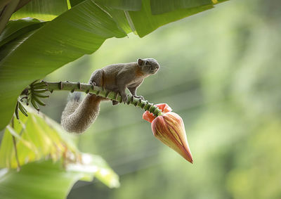 Close-up of insect on flower