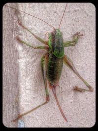 Close-up of insect on leaf