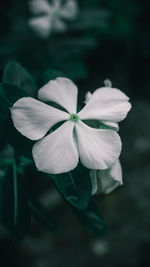 Close-up of white flowering plant