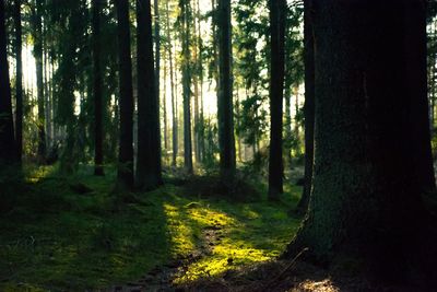 Trees in forest